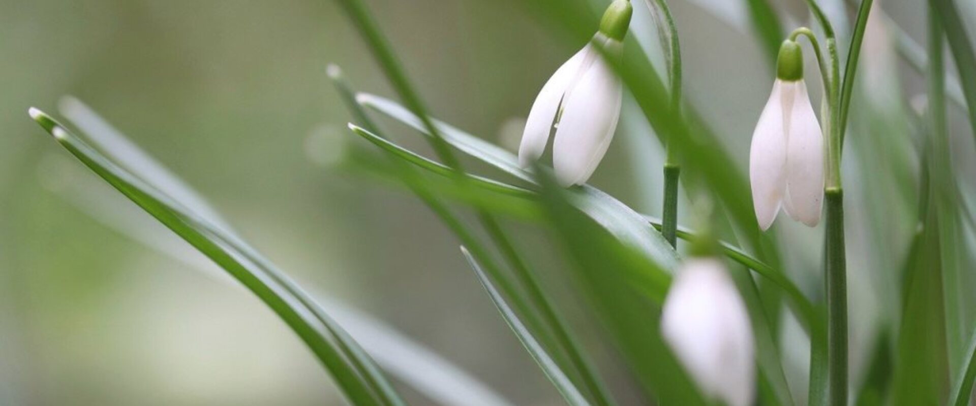 NUOLAIDOS KODAS:kovas10